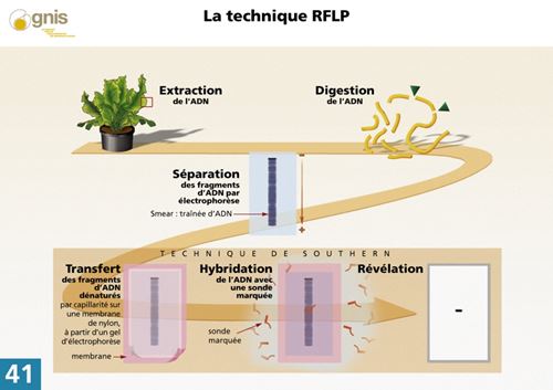 L'ADN dans la police scientifique.