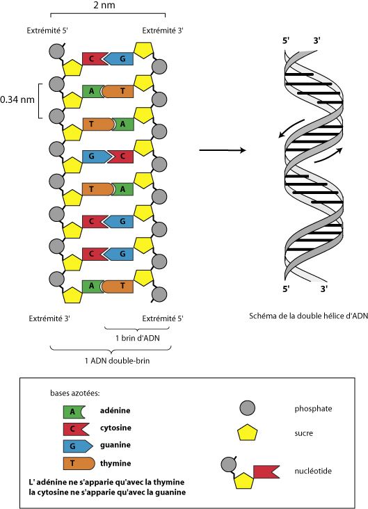 Qu'est-ce que l'ADN : Structure